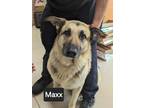 Adopt Maxx a German Shepherd Dog