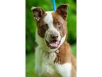 Adopt Chajoi/Klover a Cattle Dog