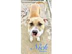 Adopt Nick a Pit Bull Terrier