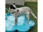 Adopt Dorito a Australian Cattle Dog / Blue Heeler