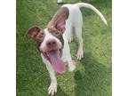 Adopt Raspberry Jelly a Pit Bull Terrier