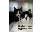 Adopt Hypnos a Domestic Short Hair