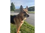 Adopt Donnie a Shepherd, Mixed Breed