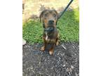 Adopt Trace a Hound, Mixed Breed