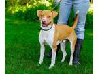 Adopt Rugar a Staffordshire Bull Terrier, Boxer