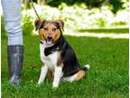 Adopt Danny a Beagle, Australian Cattle Dog / Blue Heeler