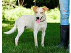 Adopt Dingo a Australian Cattle Dog / Blue Heeler