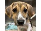 Adopt Wham a Beagle