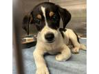 Adopt Poof a Beagle