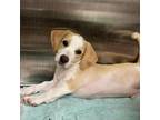 Adopt Splat a Beagle