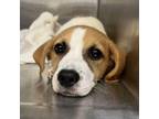 Adopt Zap a Beagle