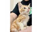 Adopt Just Juice 12 a Domestic Short Hair