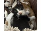Adopt Oreo #brother-of-Cookie a Tuxedo, Domestic Short Hair