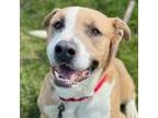 Adopt Toot a Mixed Breed