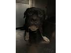 Adopt 56043090 a Pit Bull Terrier, Mixed Breed