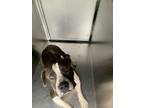 Adopt Grover a American Staffordshire Terrier, Mixed Breed