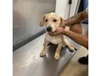Adopt 56045621 a Labrador Retriever, Mixed Breed