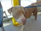 Adopt Mort a Pit Bull Terrier, Mixed Breed
