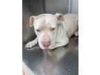 Adopt Macaroon a Pit Bull Terrier, Mixed Breed