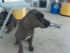 Adopt 56045917 a Great Dane, Mixed Breed