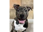 Adopt Forrest a Pit Bull Terrier, Mixed Breed