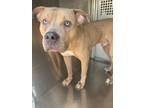 Adopt Chips Ahoy a American Staffordshire Terrier, Mixed Breed