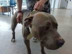 Adopt Moto Moto a Pit Bull Terrier, Mixed Breed