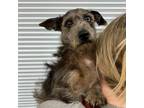 Adopt 56041726 a Dachshund, Terrier