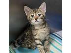 Adopt Grilled Cheese a Domestic Short Hair