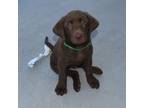Labrador Retriever Puppy for sale in Iva, SC, USA