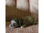 Dachshund Puppy for sale in Brave, PA, USA
