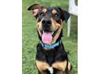Adopt Stallone a Shepherd, Mixed Breed