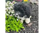 Aussiedoodle Puppy for sale in Bluffton, IN, USA