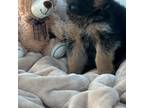 German Shepherd Dog Puppy for sale in Clinton, WI, USA