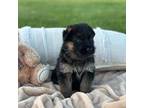 German Shepherd Dog Puppy for sale in Clinton, WI, USA