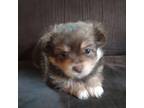 Pomeranian Puppy for sale in Gaylord, MI, USA