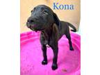 Adopt Kona a Labrador Retriever
