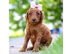 Goldendoodle Puppy for sale in Dundee, OH, USA