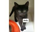Adopt Rolly a British Shorthair, Bombay