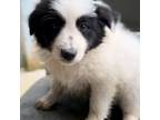 Border Collie Puppy for sale in Reynoldsville, PA, USA