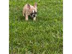 French Bulldog Puppy for sale in Horton, AL, USA