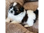 Shih Tzu Puppy for sale in Gainesville, FL, USA