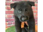 German Shepherd Dog Puppy for sale in Somerville, ME, USA