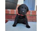 Labrador - Red Collar