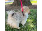 Pomeranian Puppy for sale in Concord, CA, USA