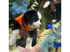 Australian Shepherd Puppy for sale in Batesville, AR, USA