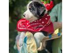 Australian Shepherd Puppy for sale in Batesville, AR, USA