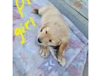 Golden Retriever Puppy for sale in Torrington, WY, USA