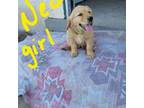 Golden Retriever Puppy for sale in Torrington, WY, USA