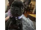 French Bulldog Puppy for sale in Shenandoah, VA, USA